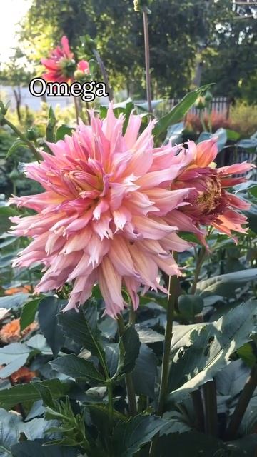 Жоржина/dahlia Omega #жоржини #dahlias #omega #ідеїдлясаду #топ #рек смотреть онлайн