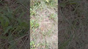 595  Что делать если Вы подняли откуп на перекрестке ! !!