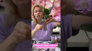 Как убрать старые корни у орхидей