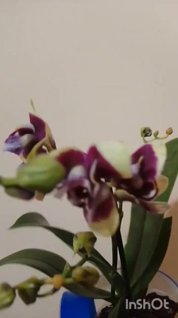 моя новинка, Орхидея "Катани", прелестный трилипс#орхи? смотреть онлайн