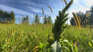 Щирица запрокинутая. Амарант или картофельный сорняк?