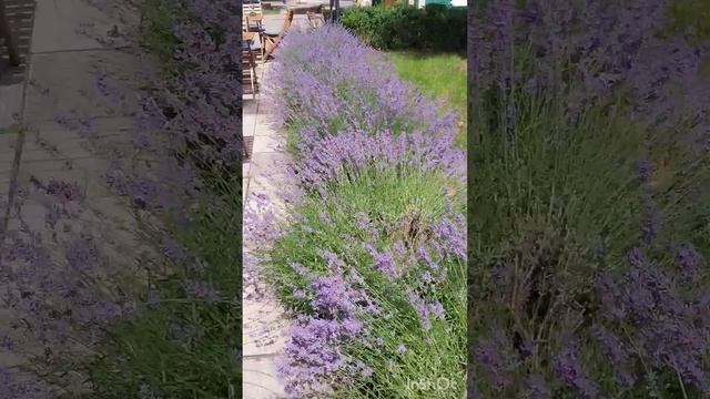 Мой Кишинёв.💥Соборный парк.💥Лаванда.💥🇲🇩 смотреть онлайн