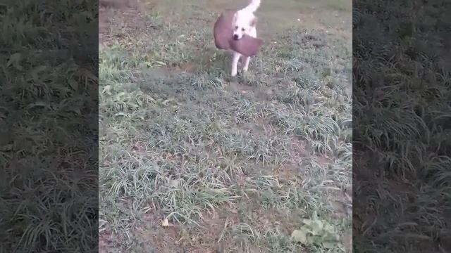 Алтай медовый