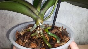 Если у вашей орхидеи очень много воздушных корней, пос