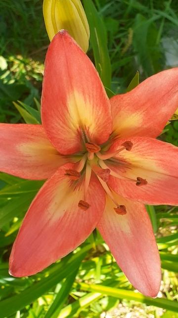 лилия сеянец №3 (Власова' 2024) смотреть онлайн