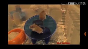 Приколы с хомяками