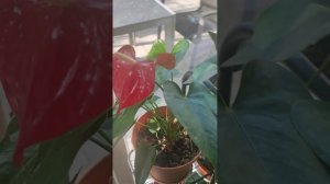 Почему у Антуриума чернеют листья? Коричневые пятна н?