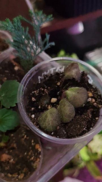 Такую камнеломку вы точно не видели 😄#камнеломка #кам смотреть онлайн