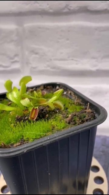 Венерина мухоловка / Deoneia muscipula.#Dionaea #хищныерастения #в смотреть онлайн