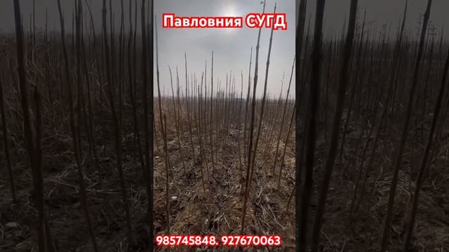 Павловния #бизнес #remix #nasheed #love #агро #music смотреть онлайн