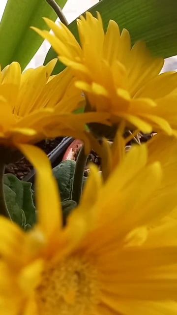 🌼 Гербера. Пробуждение #цветы # гербера #shorts смотреть онлайн