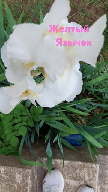 жёлтый язычок, #gardening ирис белый смотреть онлайн
