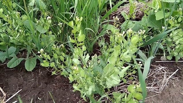 Пастушья Сумка: Останавливает Кровь, Помогает Почкам! смотреть онлайн