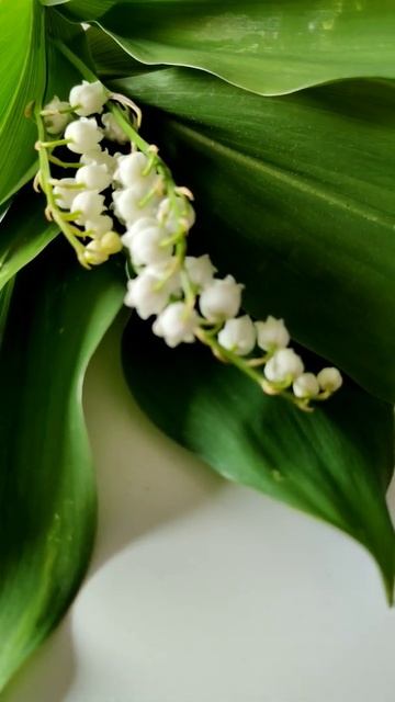 Ландыши смотреть онлайн