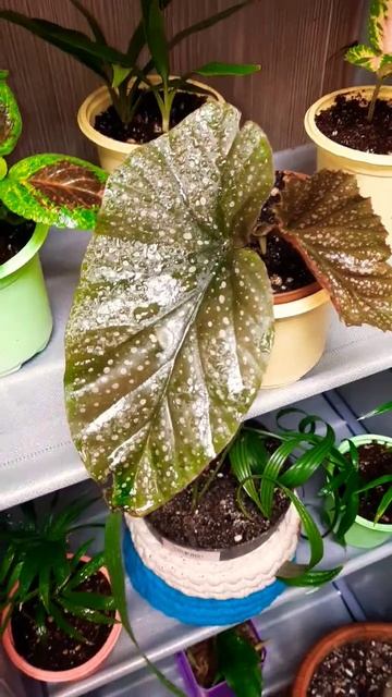 Бегония дает новые листочки 🍁 🤗♥🤗♥🤗♥🤗♥ смотреть онлайн