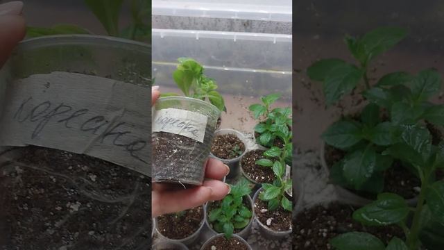 когда зацветёт гортензия? смотреть онлайн