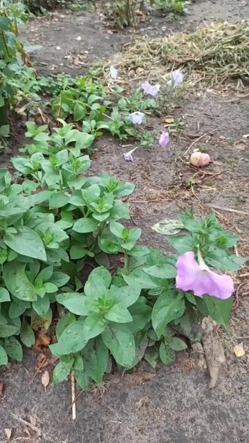 Как цветет петуния самосад смотреть онлайн