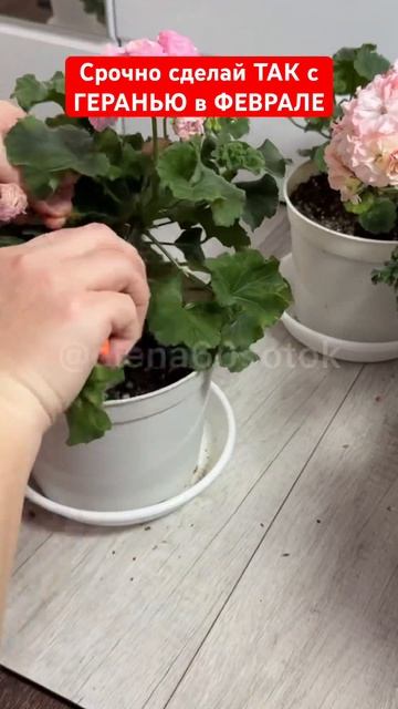 Срочно сделай ТАК с ГЕРАНЬЮ в ФЕВРАЛЕ! Даже слабый цве? смотреть онлайн