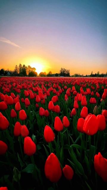 ZABAVA - ПионыВ сети 1 марта! #zabava #цветы #новаямузыка смотреть онлайн