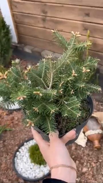 Пихта #садоводство #shorts смотреть онлайн