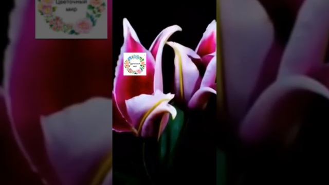 Цветочный мир. #цветы ЖМИ подписаться👆 смотреть онлайн