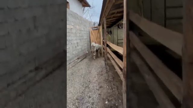 420 $Гиссар кошкар 2 жасар бойы:90 см адрес:Ташкент ☎️ 935416999 смотреть онлайн