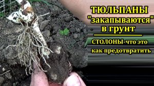 Почему тюльпаны уходят в землю Столоны на тюльпанах Что это такое