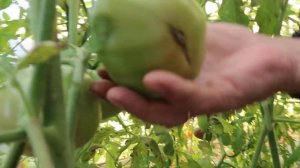 Обзор томатов сорт Валовое сердце, Космонавт Волков, Б