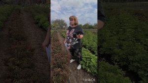 Промышленное выращивание пионов на срез. (видео √2) Ап?