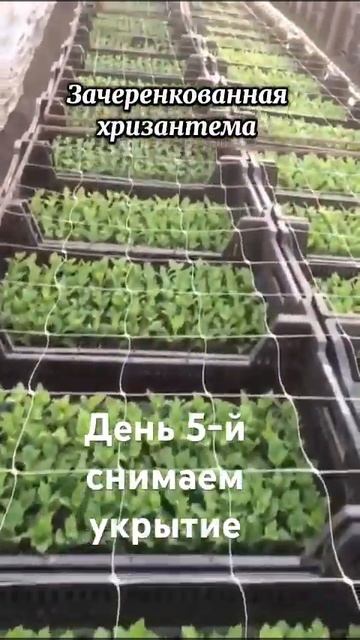 #crysanthemum #garden черенкование хризантемы смотреть онлайн