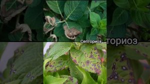 Болезни гортензии и их лечение.