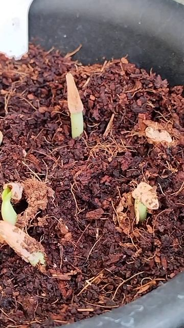 #adeniumgarden #adeniumseeds #seedling_project #seedgrown смотреть онлайн