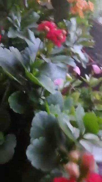 Комнатные цветы 7 апреля 2024 год смотреть онлайн