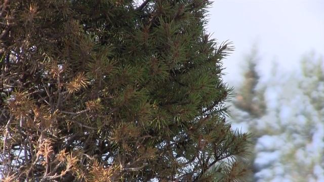 Приживутся ли декоративные посадки в нашем климате? Կ?