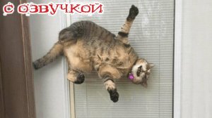 Приколы с животными#1😈Смешные видео с озвучкой😈СМЕШНОЕ ВИДЕО😈Наши любимые смешные животные!