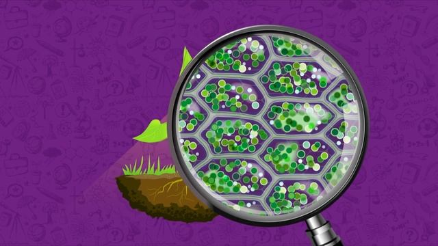 Развлечёба. Окружающий мир. Про солнце и растения