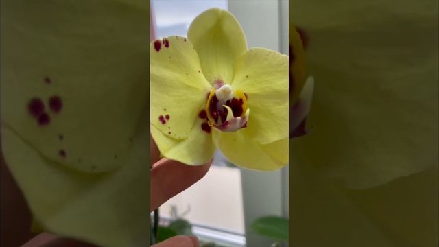 338. ВАША ОРХИДЕЯ зацвела! Три стадии цветения орхидеи. ? смотреть онлайн