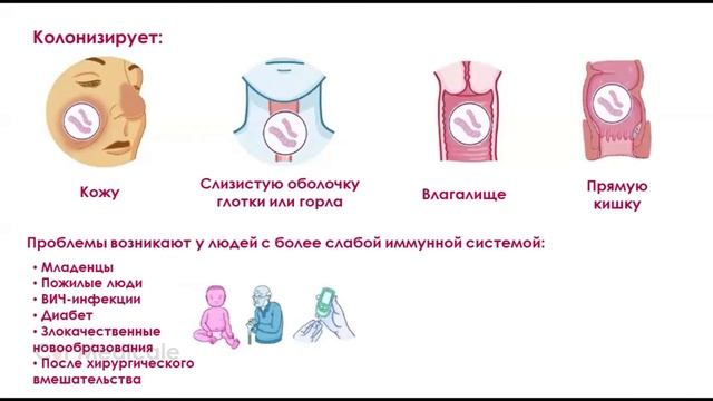 Streptococcus pyogenes - микробиология смотреть онлайн