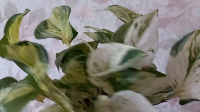 Комнатные растения. Результат черенкования пепероми? смотреть онлайн