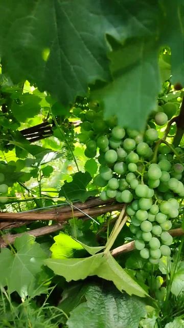 Краситься ягода. Первый в сезоне - Не Туран #shorts смотреть онлайн