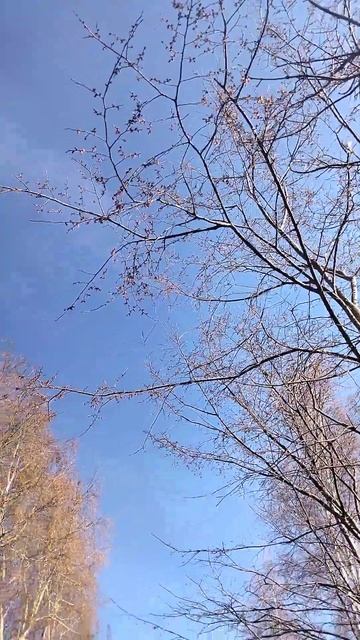 карагач(вяз) пылит смотреть онлайн