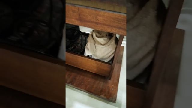 Огурцы на подоконнике. Ранняя рассада огурцов. Готови? смотреть онлайн