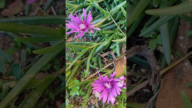 Гайлардия,Gaillardia atistata,Алпийски сняг,Еуфорбия,Euforbia marginat смотреть онлайн