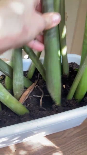 Три месяца после среза листьев. Месяц они находились в смотреть онлайн