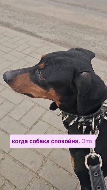 А у вас есть проблемы с этим? #щенок #собака #пинчер смотреть онлайн