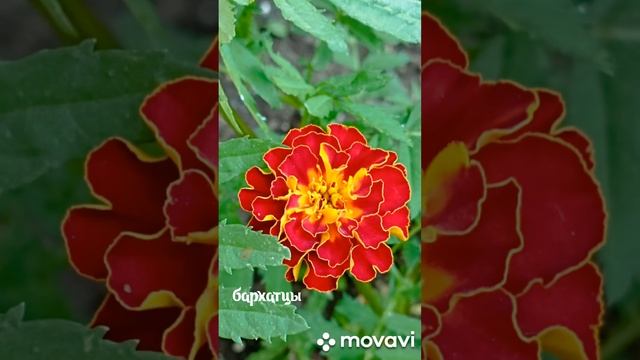 Мои бархатцы, сезон 2023,дача в Севастополе.Все разные.) смотреть онлайн