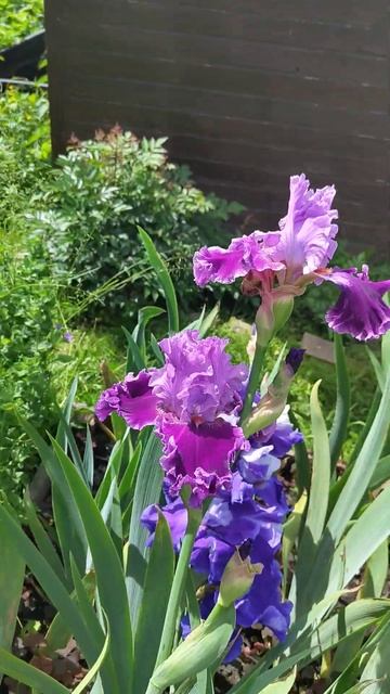 Ирис Liuisa's song.#сад #цветы #дача #ирисы #garden смотреть онлайн