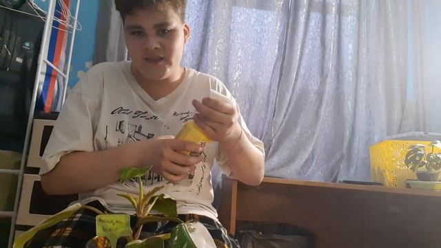 уход за филодендрон уход размножение смотреть онлайн