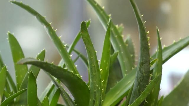 Возьмите 1 лист АЛОЭ и УБЕРИТЕ все МОРЩИНЫ ! Подтянется Даже ДРЯБЛАЯ Кожа лица. смотреть онлайн