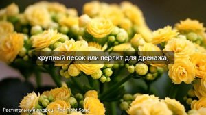 ГРУНТ ДЛЯ КАЛАНХОЭ: КАК ИЗБЕЖАТЬ ОШИБОК И ДОБИТЬСЯ ЦВЕ